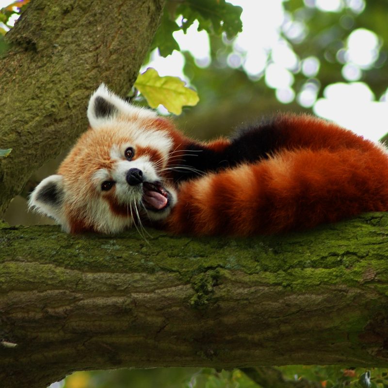 10 Top Red Panda Wallpaper 1920X1080 FULL HD 1920×1080 For PC Background 2024 free download 193 red panda hd wallpapers background images wallpaper abyss 1 800x800