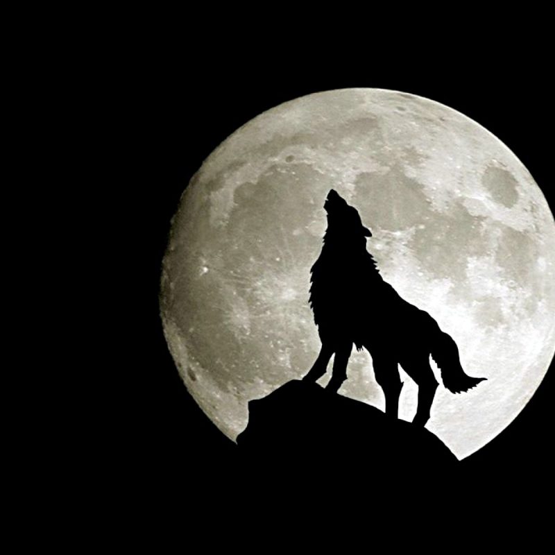 10 Top Black Wolf Hd Wallpaper FULL HD 1920×1080 For PC Background 2024 free download 966 wolf hd wallpapers background images wallpaper abyss 4 800x800