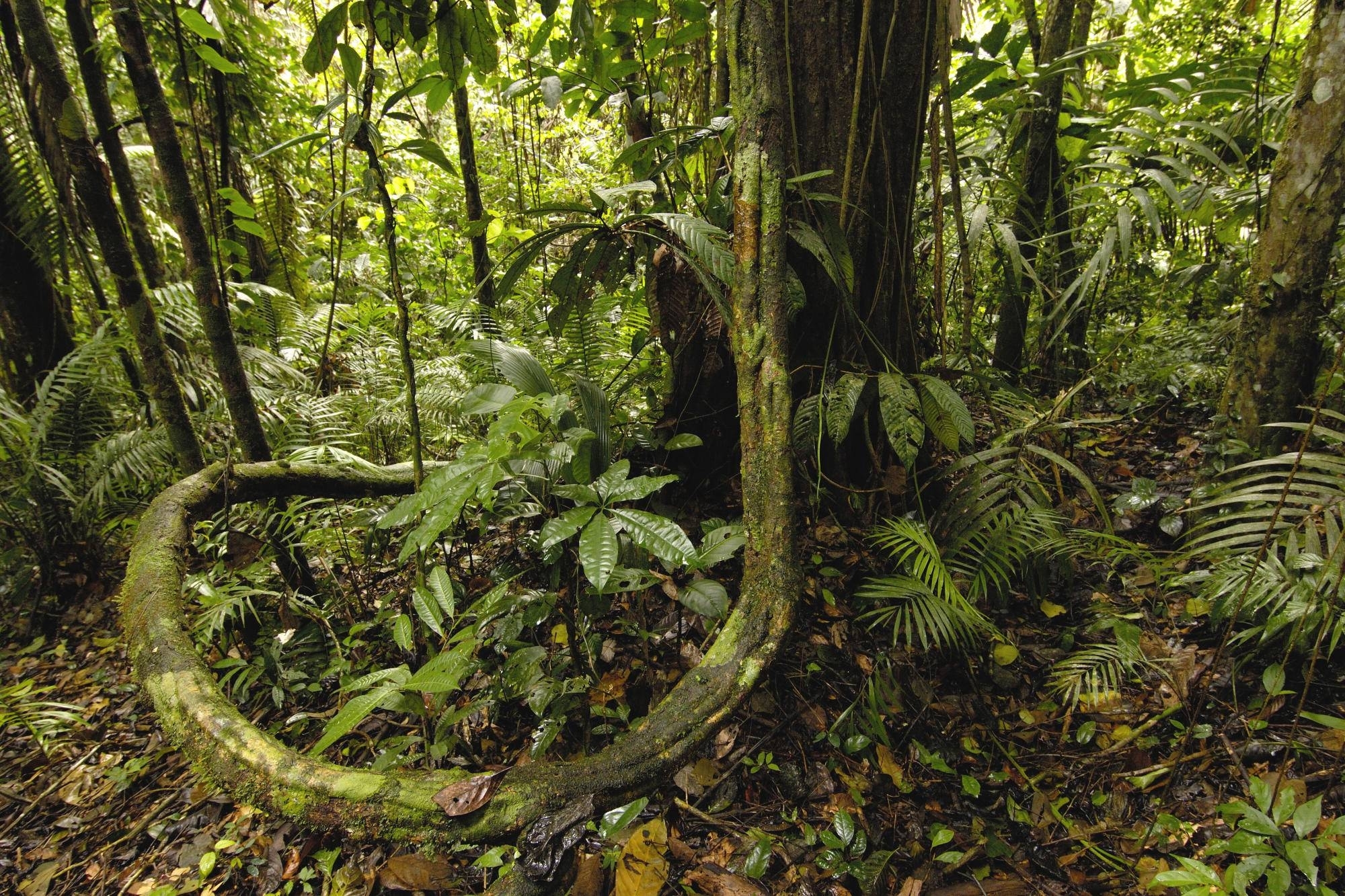 Джунгли документальные. Сельва амазонки. Сельва амазонки, Южная Америка. Тропические дождевые леса Амазонии.