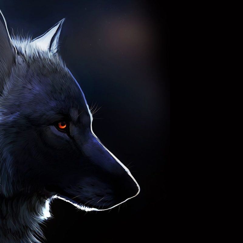 10 Latest Black Wolf Desktop Background FULL HD 1080p For PC Desktop 2024 free download amber eyes wolf black background stuff i like pinterest 800x800
