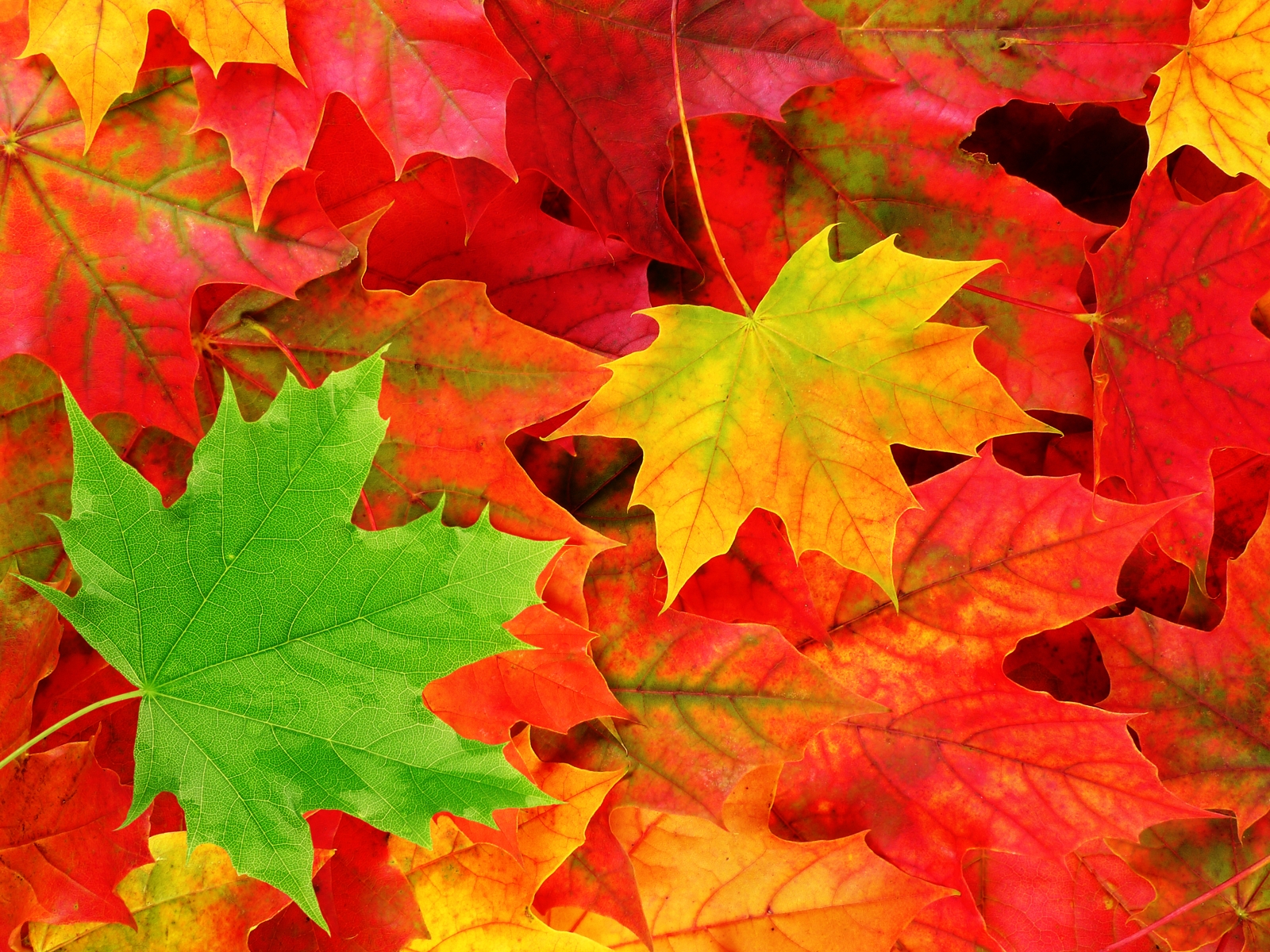 10 Top Autumn Leaves Wallpaper Widescreen Full Hd 1080p For Pc