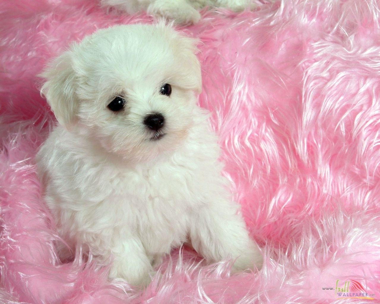 10 New Cute Baby Dogs Wallpaper Full Hd 19201080 For Pc Desktop