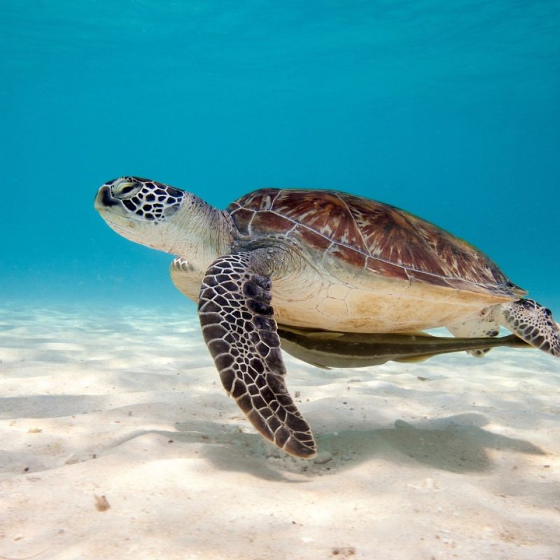 10 Best Baby Sea Turtle Wallpaper FULL HD 1080p For PC Background 2021