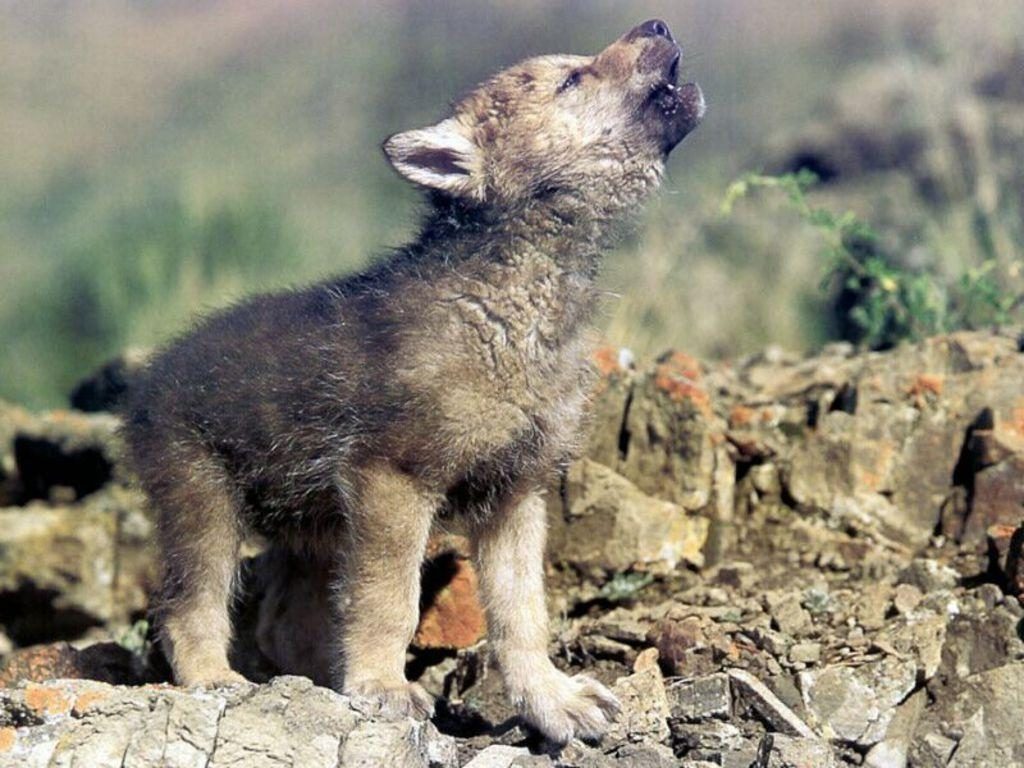 10 Most Popular Images Of Baby Wolves FULL HD 1920×1080 For PC Background 2024 free download baby wolf wallpapers wallpaper cave 1024x768