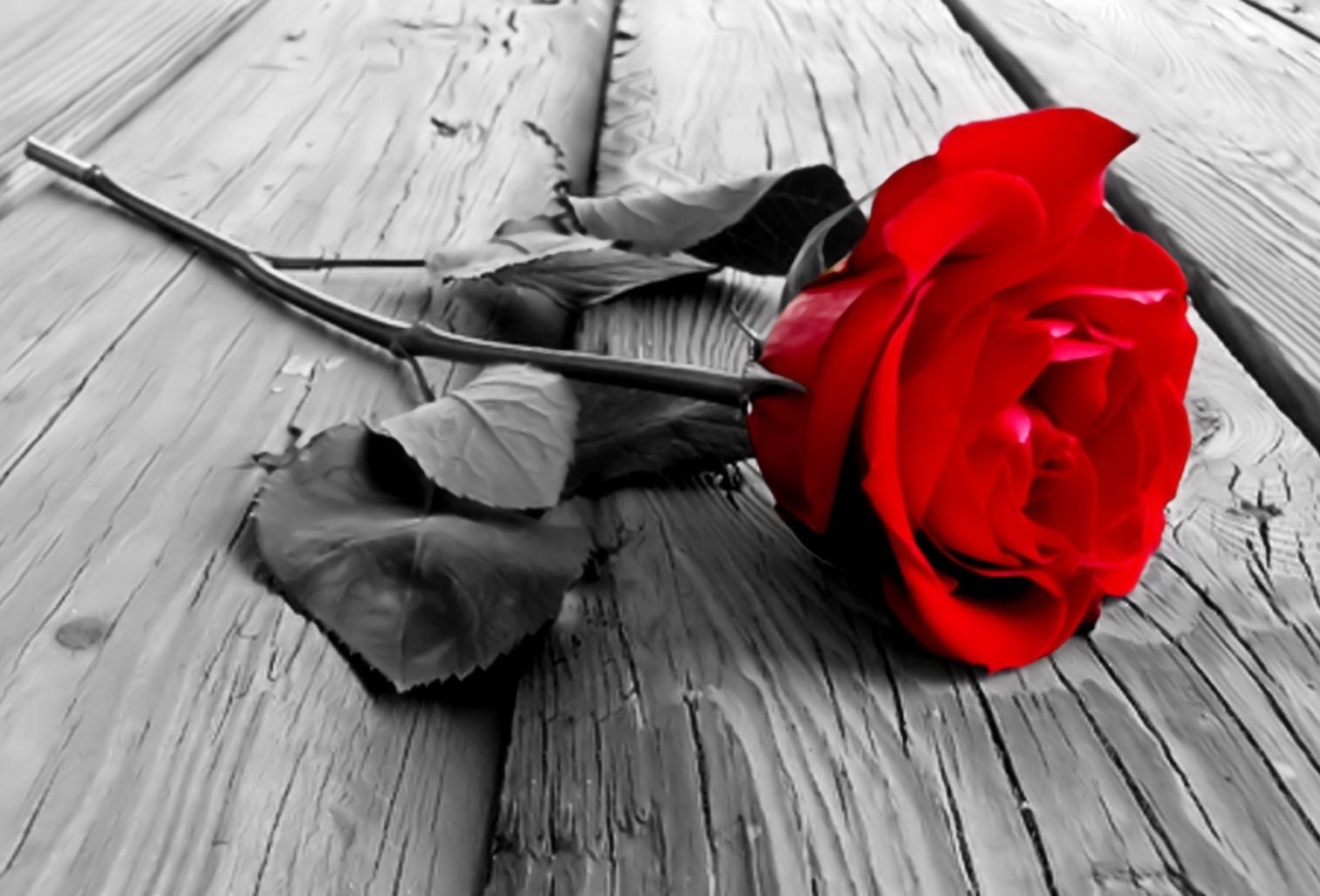 10 Most Popular Black And White Rose Wallpaper FULL HD 1920×1080 For PC Background 2021