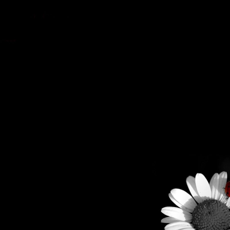 10 New Desktop Background Black And White FULL HD 1920×1080 For PC Desktop 2024 free download black flowers hd 10 background wallpaper hdflowerwallpaper 800x800