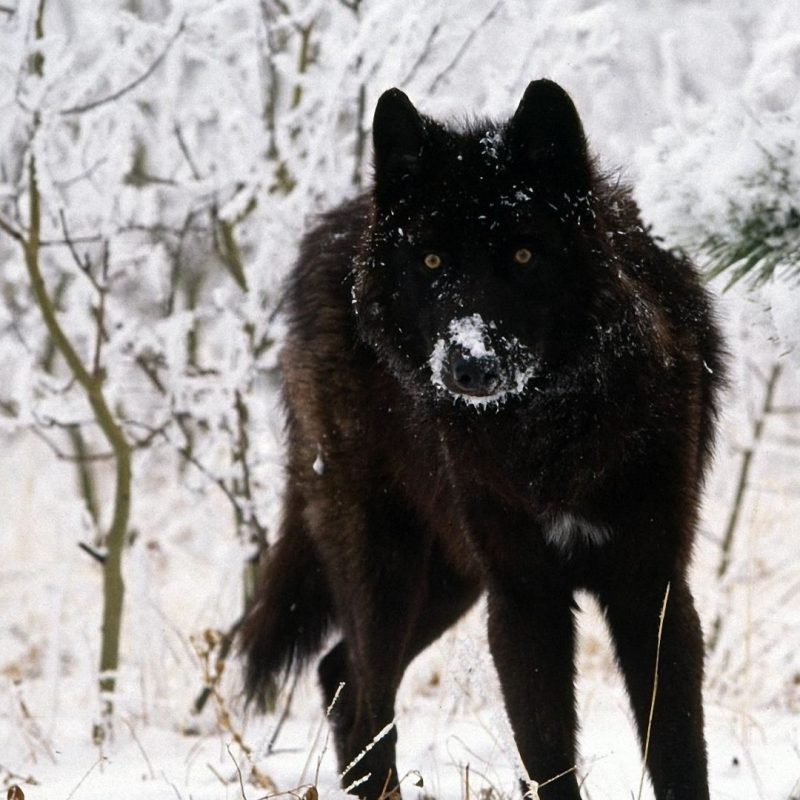 10 Top Black Wolf Hd Wallpaper FULL HD 1920×1080 For PC Background 2024 free download black wolf wallpapers high quality download free hd wallpapers 800x800