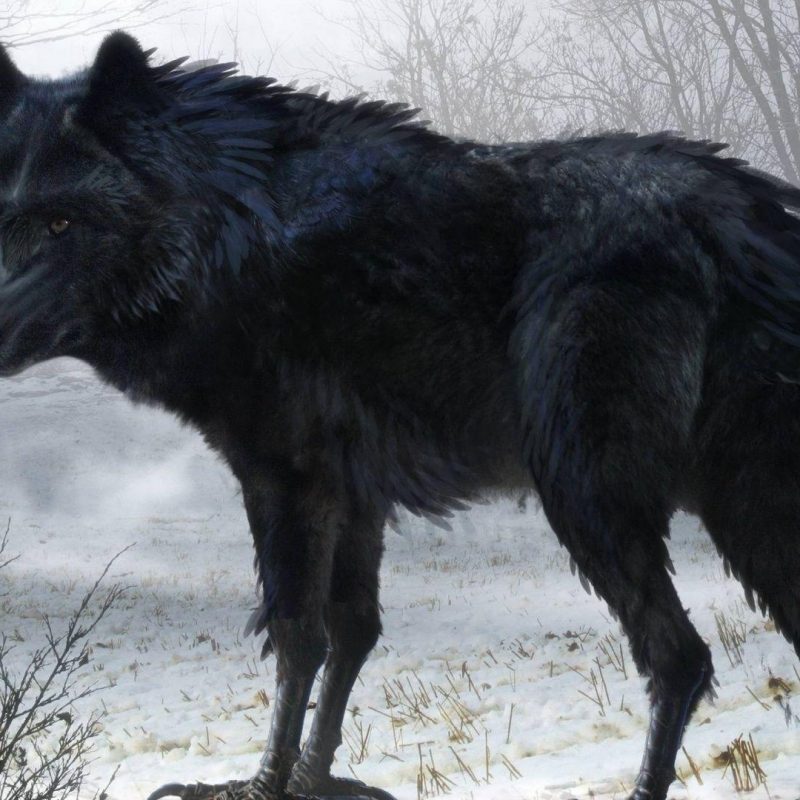 10 Best Black Wolf Wallpaper 1920X1080 FULL HD 1920×1080 For PC Desktop 2024 free download black wolf wallpapers wallpaper cave 800x800