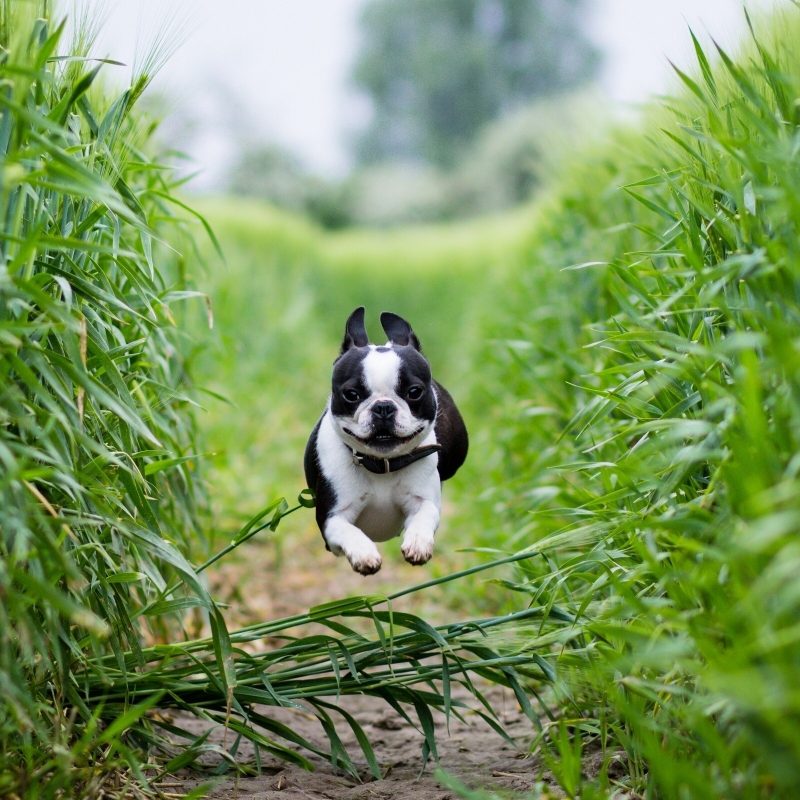 10 Best Boston Terrier Desktop Wallpaper FULL HD 1920×1080 For PC Background 2024 free download boston terrier puppies wallpapers 800x800