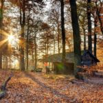 cabins in the woodss images | download abandoned cabin in the