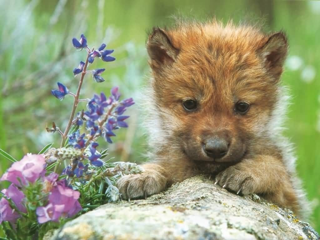 10 Most Popular Images Of Baby Wolves FULL HD 1920×1080 For PC Background 2024 free download caitbob wilkinson baby wolves 12 weeks and toot 1024x768