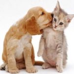 cat and dog wallpapers - wallpaper cave