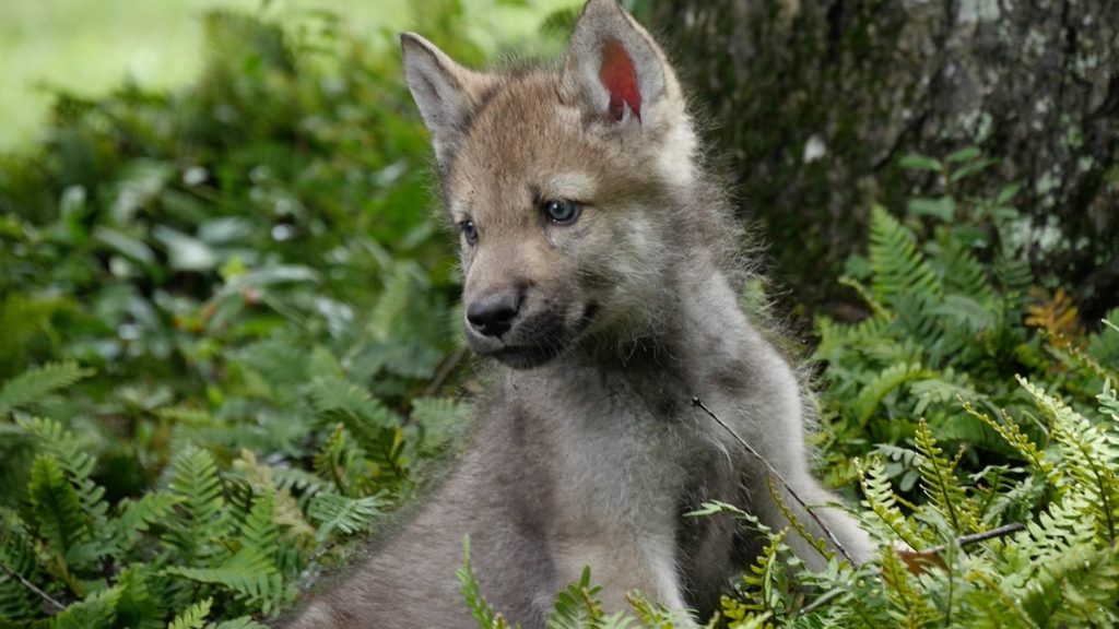 10 Most Popular Images Of Baby Wolves FULL HD 1920×1080 For PC Background 2024 free download cute baby wolf pups go outside for the first time youtube 1024x576