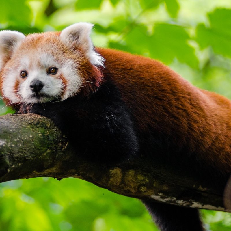 10 Top Red Panda Wallpaper 1920X1080 FULL HD 1920×1080 For PC Background 2024 free download cute red panda e29da4 4k hd desktop wallpaper for 4k ultra hd tv e280a2 wide 800x800