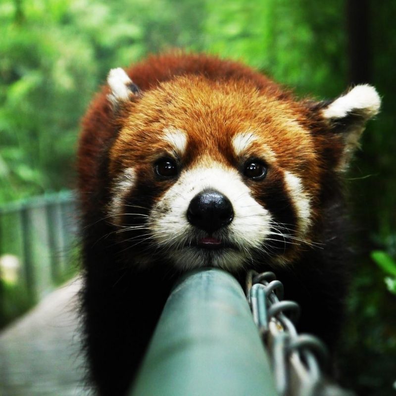 10 Top Red Panda Wallpaper 1920X1080 FULL HD 1920×1080 For PC Background 2024 free download cute red panda wallpaper wallpaper studio 10 tens of thousands 800x800