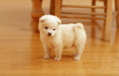 cutest puppy wallpapers | hd wallpapers | id #10378