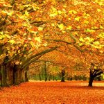 fall foliage wallpapers for desktop - wallpaper cave