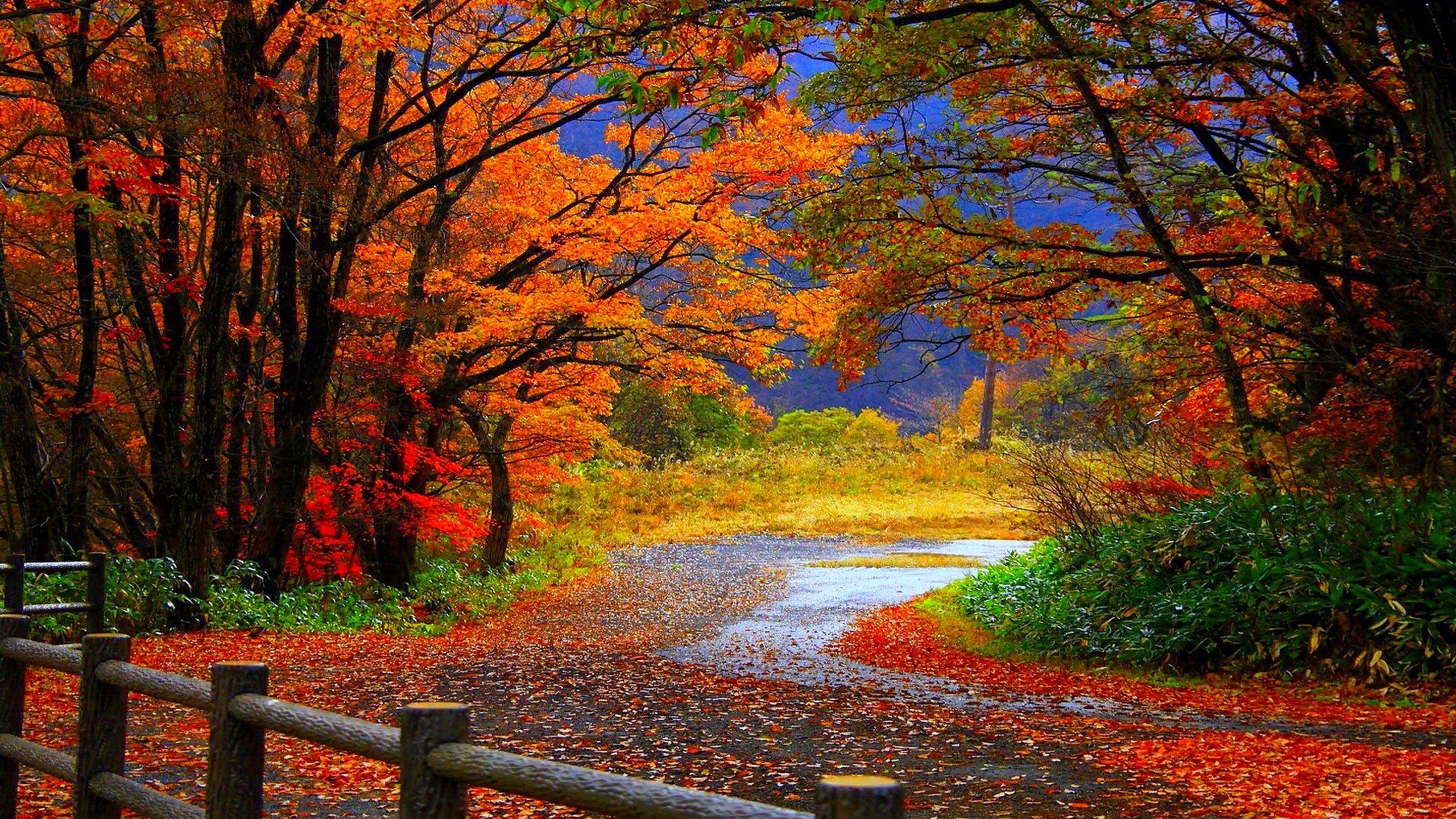 10 Best High Definition Autumn Wallpaper FULL HD 1080p For PC Background