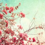 free vintage flower wallpapers high resolution « long wallpapers