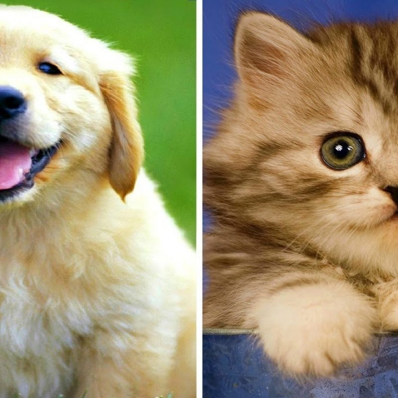 10 Top Cute Kittens And Puppies FULL HD 1080p For PC Background 2024 free download funny puppies vs funny kittens youtube 800x800