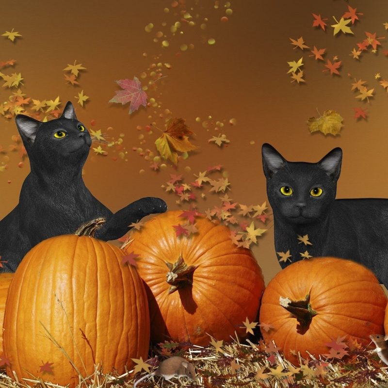 10 New Cute Halloween Kitten Wallpaper FULL HD 1080p For PC Desktop 2023
