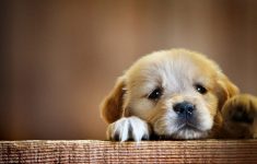 hd cute puppy wallpaper - 2018 cute screensavers