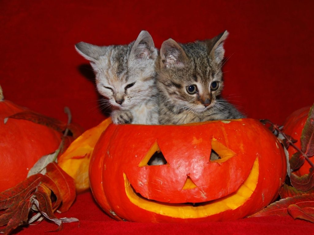 10 New Cute Cat Halloween Backgrounds FULL HD 1920×1080 For PC Desktop 2024 free download image detail for cute halloween kitties wallpaper autumn 1024x768