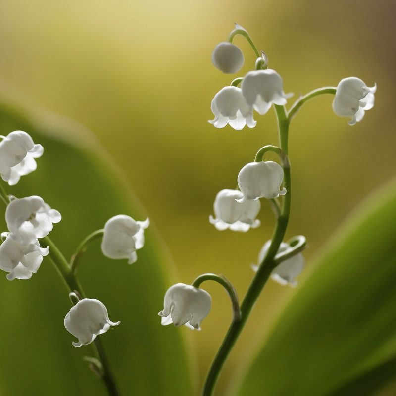 10 Most Popular Lily Of The Valley Wallpaper FULL HD 1920×1080 For PC ...