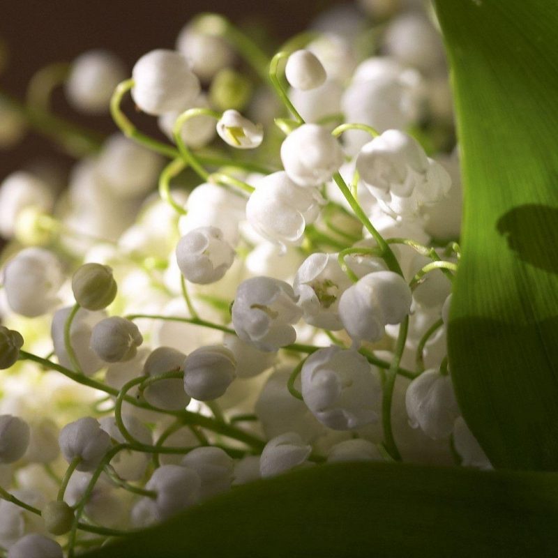 10 Most Popular Lily Of The Valley Wallpaper FULL HD 1920×1080 For PC Background 2024 free download lily of the valley wallpapers wallpaper cave 800x800