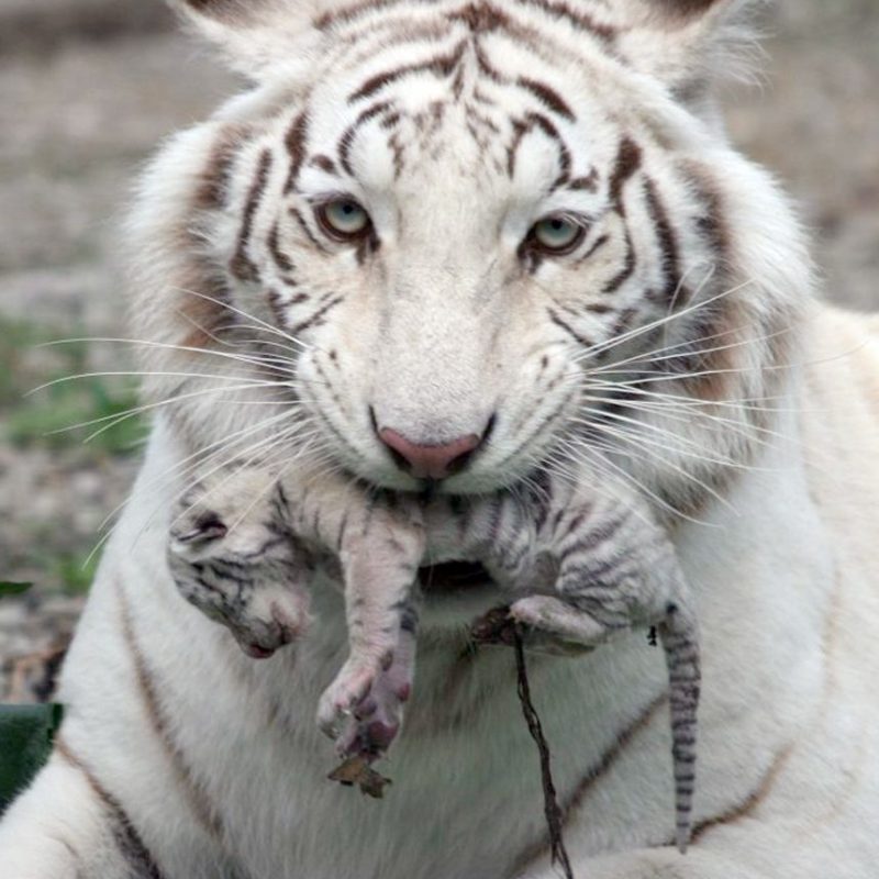 10 Latest Pictures Of Baby White Tigers FULL HD 1080p For PC Background 2024 free download picture 1 of 2 kiev ukraine a beautiful white tiger that became 800x800