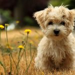 puppy wallpapers free - wallpaper cave