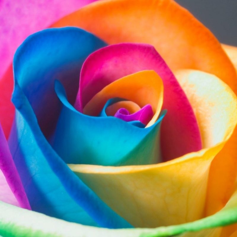 10 Best Rainbow Flower Wallpaper Desktop FULL HD 1920×1080 For PC ...