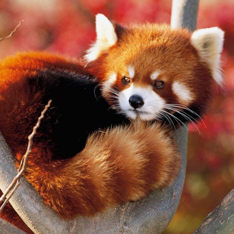 10 Top Red Panda Wallpaper 1920X1080 FULL HD 1920×1080 For PC Background 2024 free download red panda backgrounds wallpaper cave 800x800