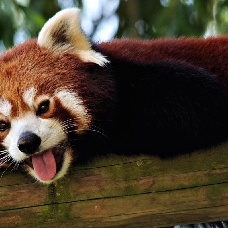 10 Top Red Panda Wallpaper 1920X1080 FULL HD 1920×1080 For PC Background 2024 free download red panda wallpaper 27516 1920x1080 px hdwallsource 800x800