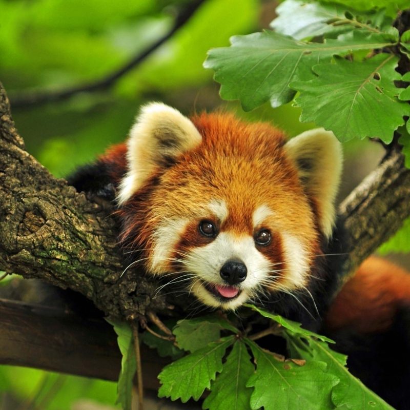 10 Top Red Panda Wallpaper 1920X1080 FULL HD 1920×1080 For PC Background 2024 free download red panda wallpaper hd 28174 baltana 800x800