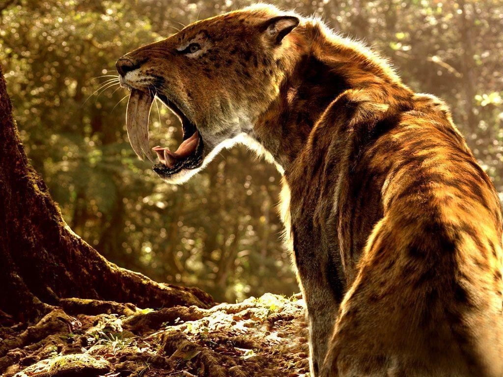 Best Saber Tooth Tiger Wallpapers Full Hd For Pc