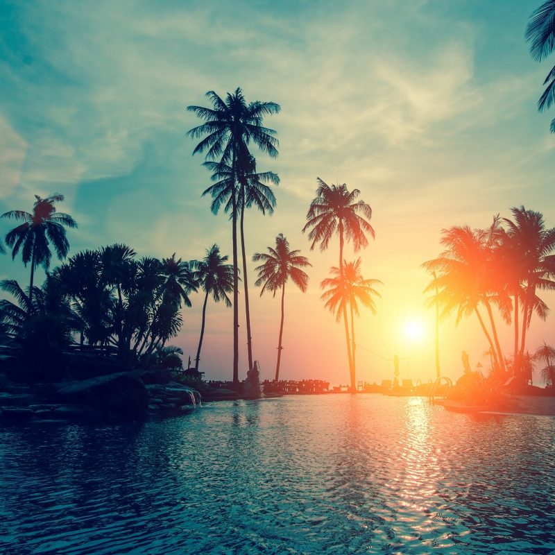 10 Best Palm Trees Wallpaper Hd FULL HD 1920×1080 For PC Background 2024 free download wallpaper sunset palm trees tropical beach hd nature 6500 1 800x800