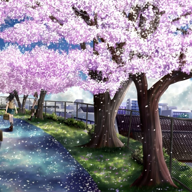 10 Most Popular Anime Cherry Blossom Wallpaper FULL HD 1080p For PC Background 2024 free download wallpaper wiki anime cherry blossom full hd wallpaper pic wpc0012431 800x800